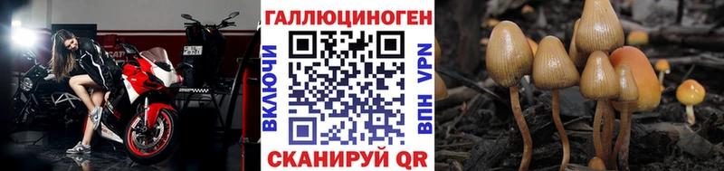 Псилоцибиновые грибы Psilocybe  купить   KRAKEN как войти  Грязовец 